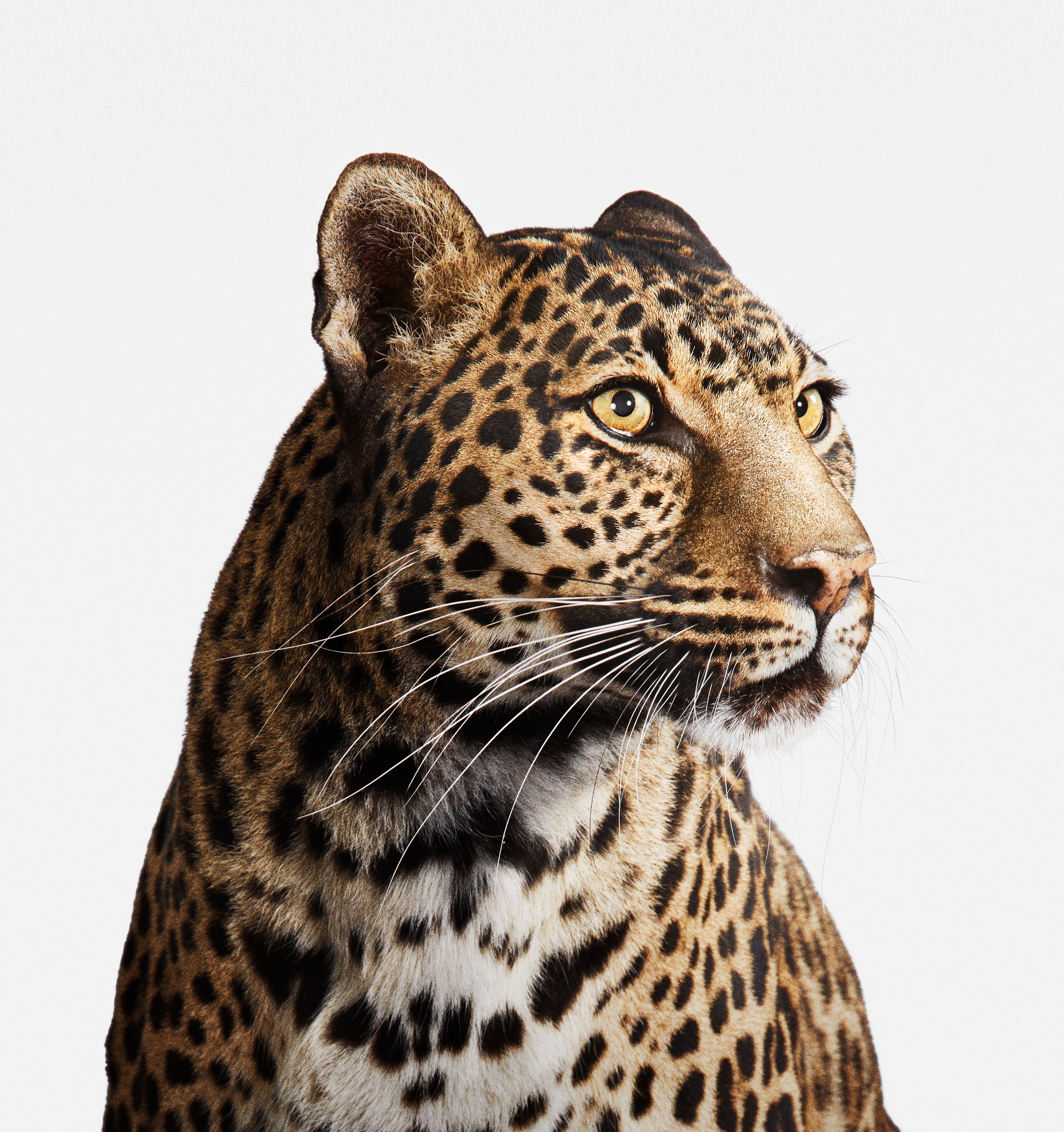 Randal Ford, Spotted Leopard No. 2 (M) Randal Ford, Spotted Leopard No. 2 (M)