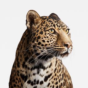 Fotografien, Spotted Leopard No. 2 (M), Randal Ford