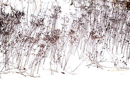 Photographie, Garden Wild, XV, André Baranowski