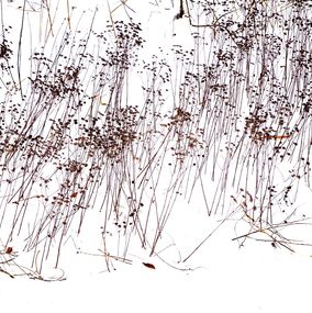 Fotografien, Garden Wild, XV, André Baranowski