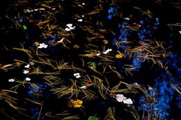 Photographie, Garden Wild, V, André Baranowski