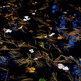 Fotografien, Garden Wild, V, André Baranowski