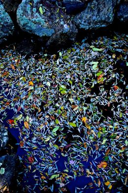 Photographie, Garden Wild, III, André Baranowski
