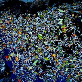 Fotografien, Garden Wild, III, André Baranowski