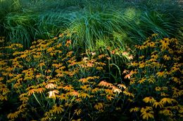 Photographie, Garden Wild, VI, André Baranowski
