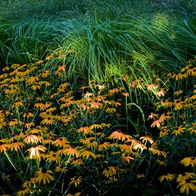 Fotografien, Garden Wild, VI, André Baranowski