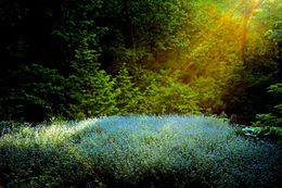 Photographie, Garden Wild, VII, André Baranowski