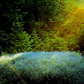 Fotografien, Garden Wild, VII, André Baranowski