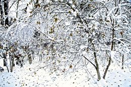 Photographie, Garden Wild, XIII, André Baranowski