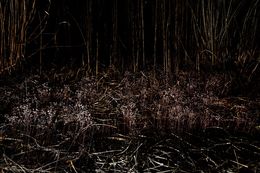 Photographie, Garden Wild, XIV, André Baranowski