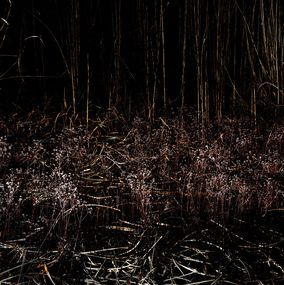 Fotografien, Garden Wild, XIV, André Baranowski