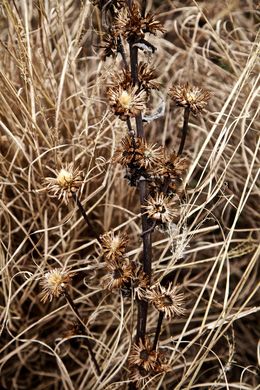 Photographie, Garden Wild, XVI, André Baranowski