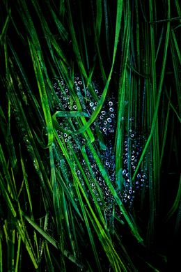 Photographie, Garden Wild, XII, André Baranowski