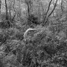 Photographie, La lune n'a rien à craindre des loups #6, VAM / Jean-Pierre Gilson