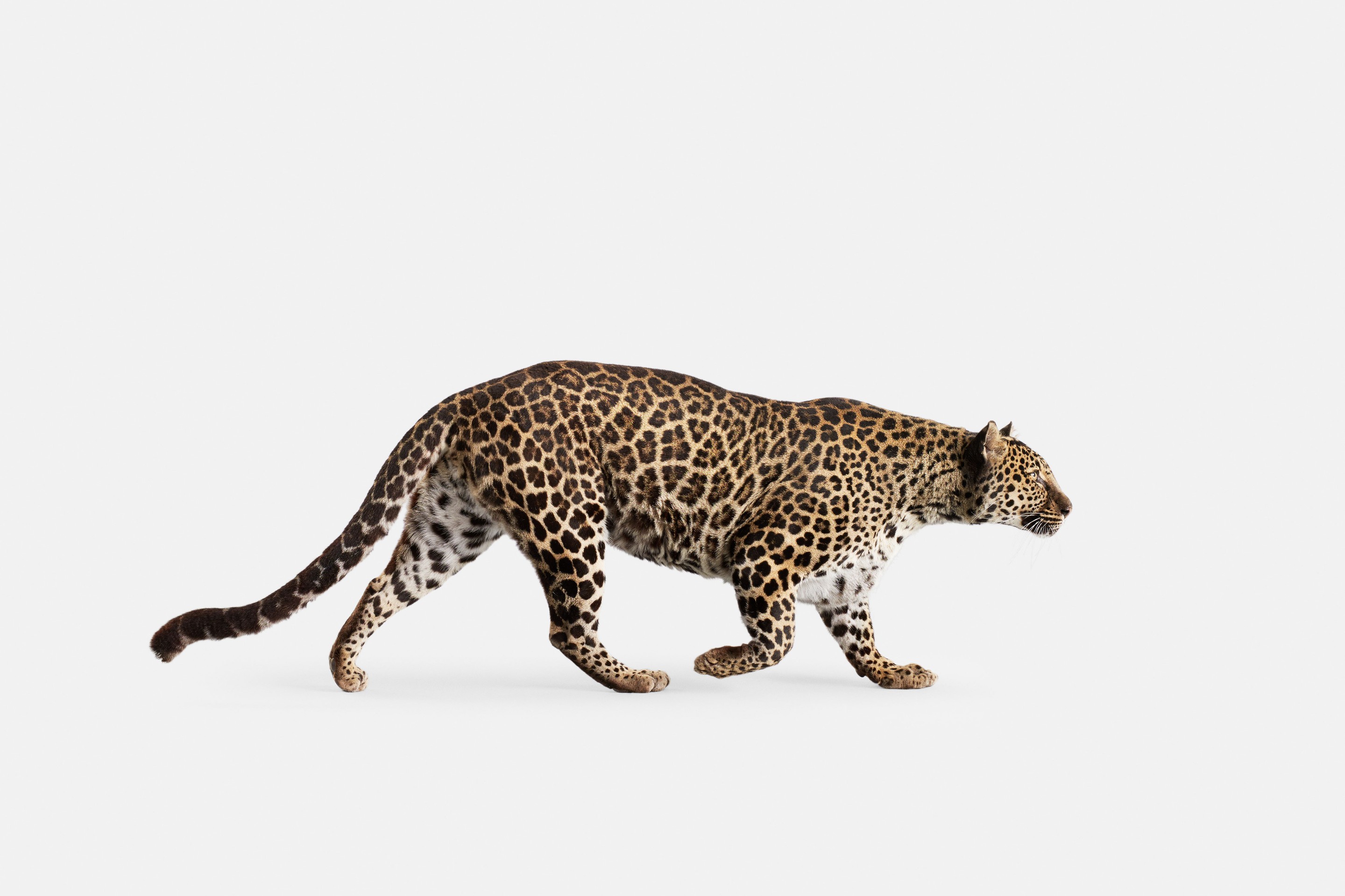 Randal Ford, Spotted Leopard No. 3 (S) Randal Ford, Spotted Leopard No. 3 (S)
