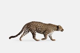 Photography, Spotted Leopard No. 3 (L), Randal Ford