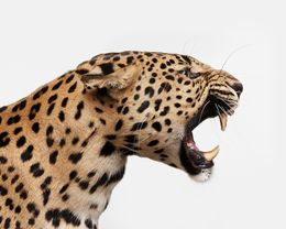 Photography, Spotted Leopard Snarl (S) (1), Randal Ford