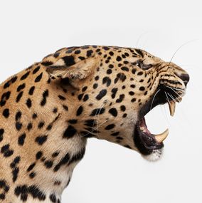 Fotografien, Spotted Leopard Snarl (S) (1), Randal Ford