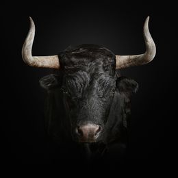 Photographie, Toro Bravo (M), Randal Ford