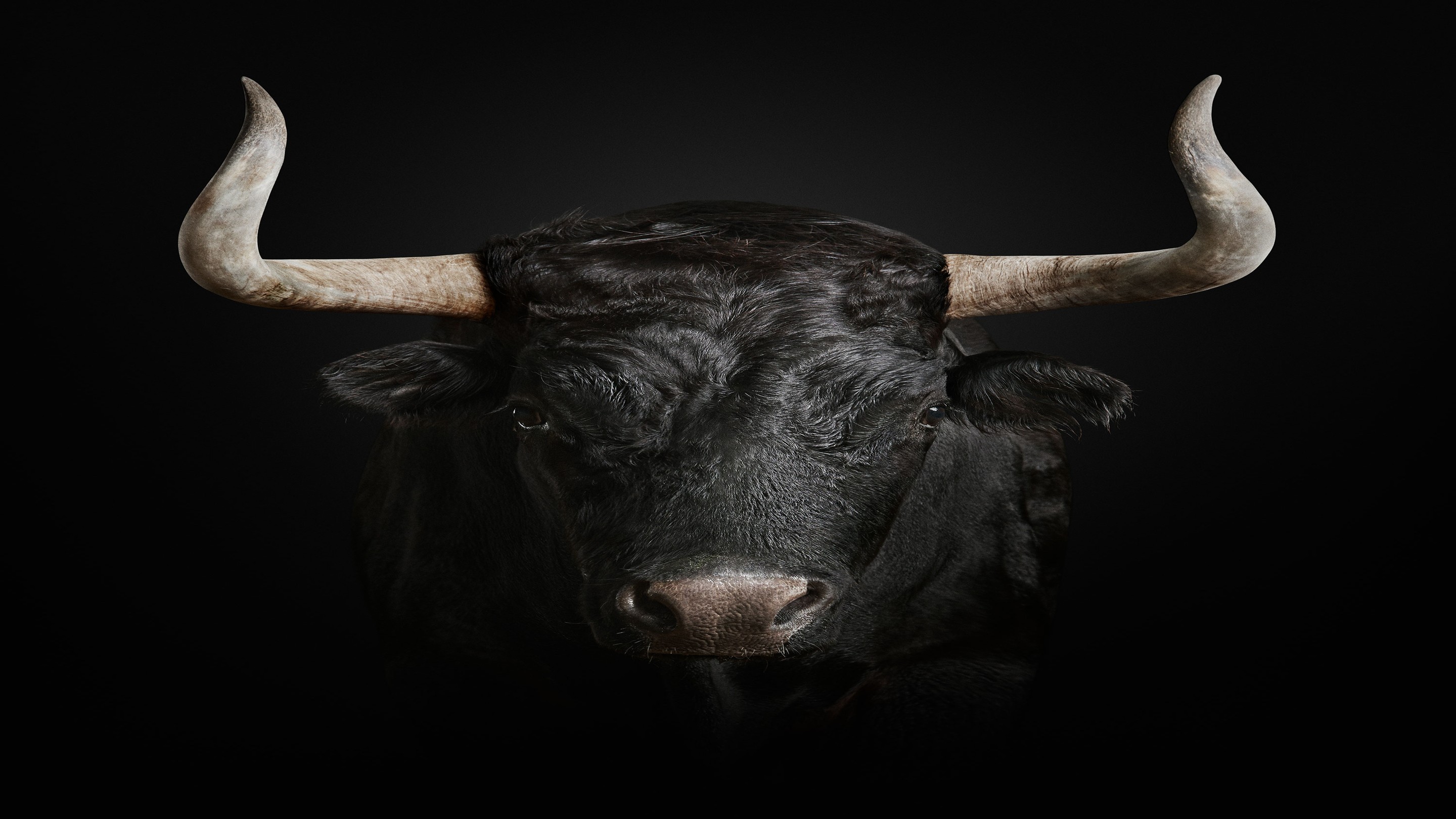 Randal Ford, Toro Bravo (M) Randal Ford, Toro Bravo (M)