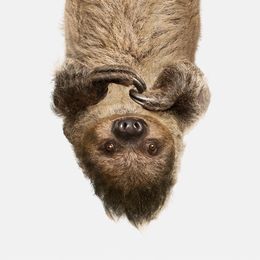 Photographie, Upside Down Sloth (S), Randal Ford