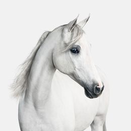 Photographie, White Arabian Horse No. 1 (S), Randal Ford