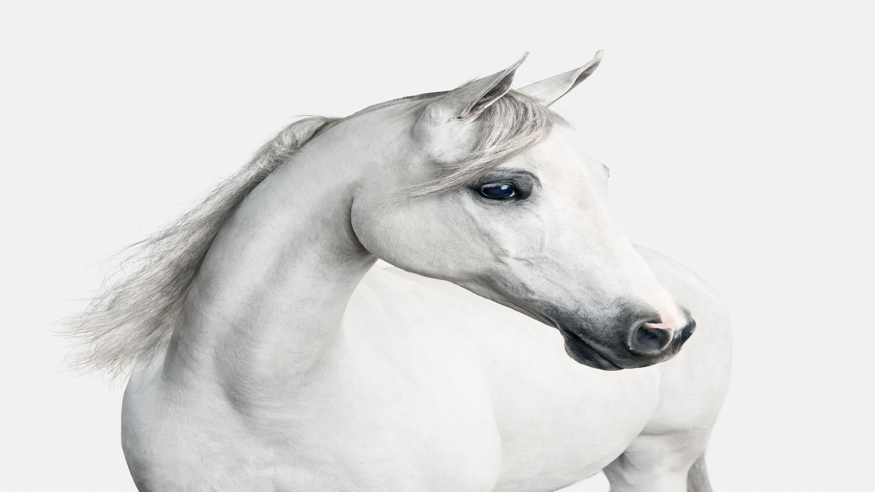 Randal Ford, White Arabian Horse No. 1 (L) Randal Ford, White Arabian Horse No. 1 (L)