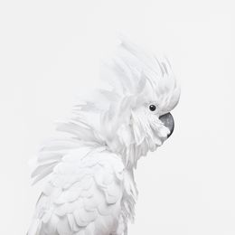 Photographie, White Cockatoo (S), Randal Ford