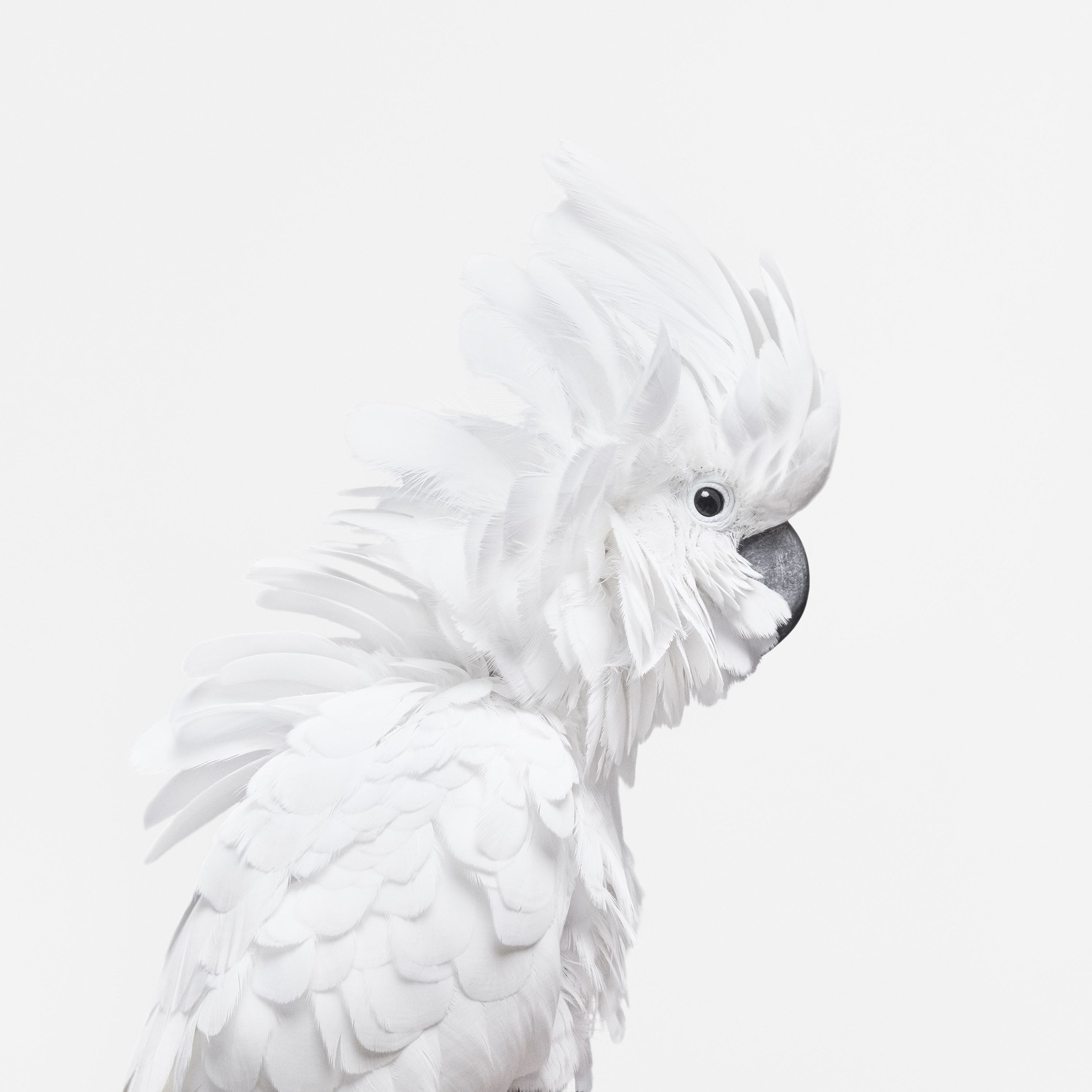 Randal Ford, White Cockatoo (M) Randal Ford, White Cockatoo (M)