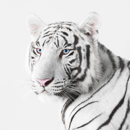 Photographie, White Tiger (M), Randal Ford