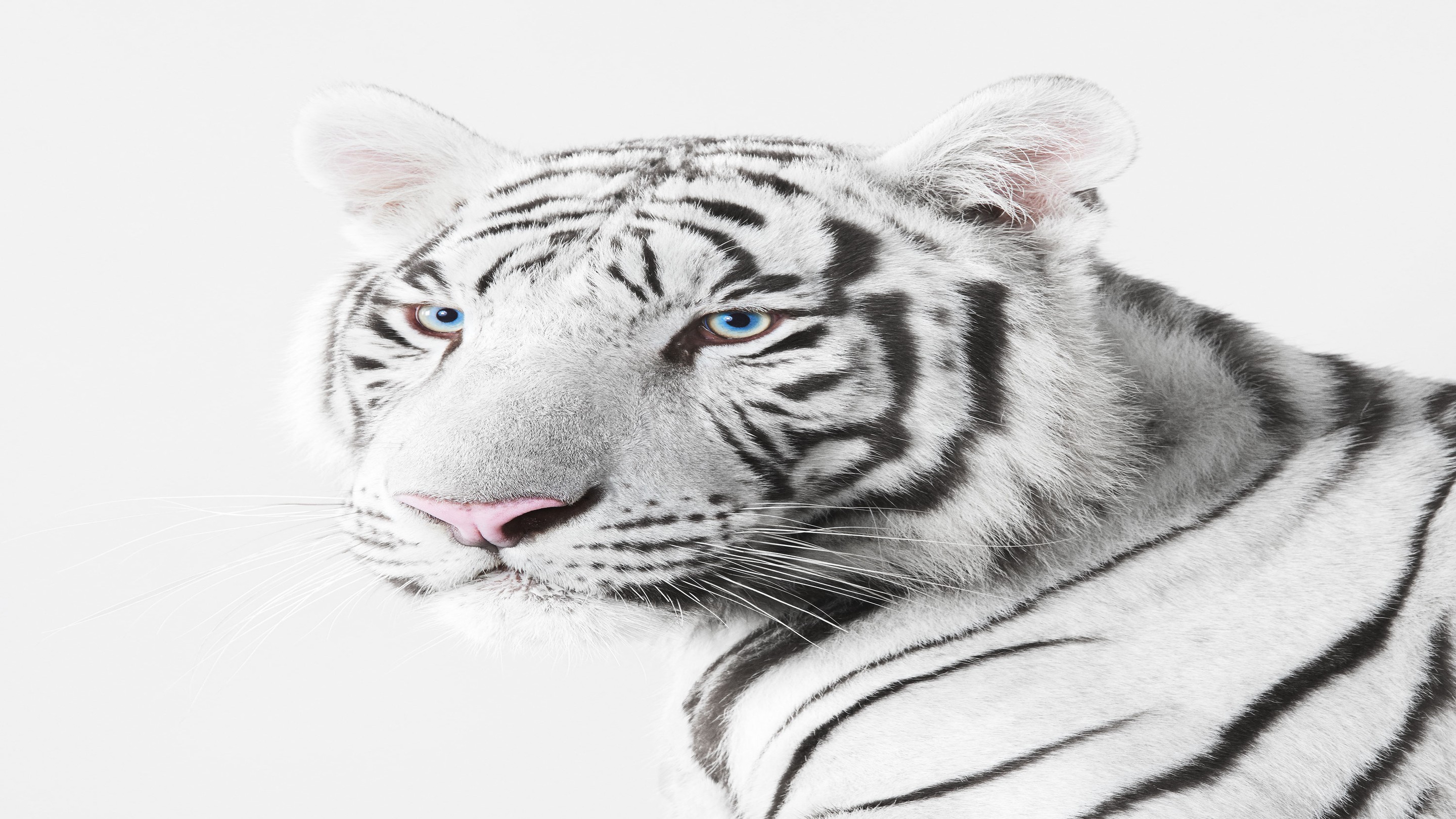 Randal Ford, White Tiger (M) Randal Ford, White Tiger (M)