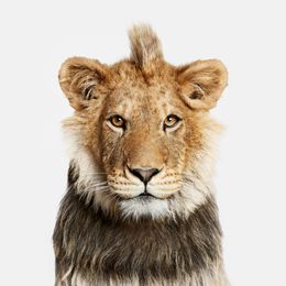 Photographie, Young Lion (S), Randal Ford