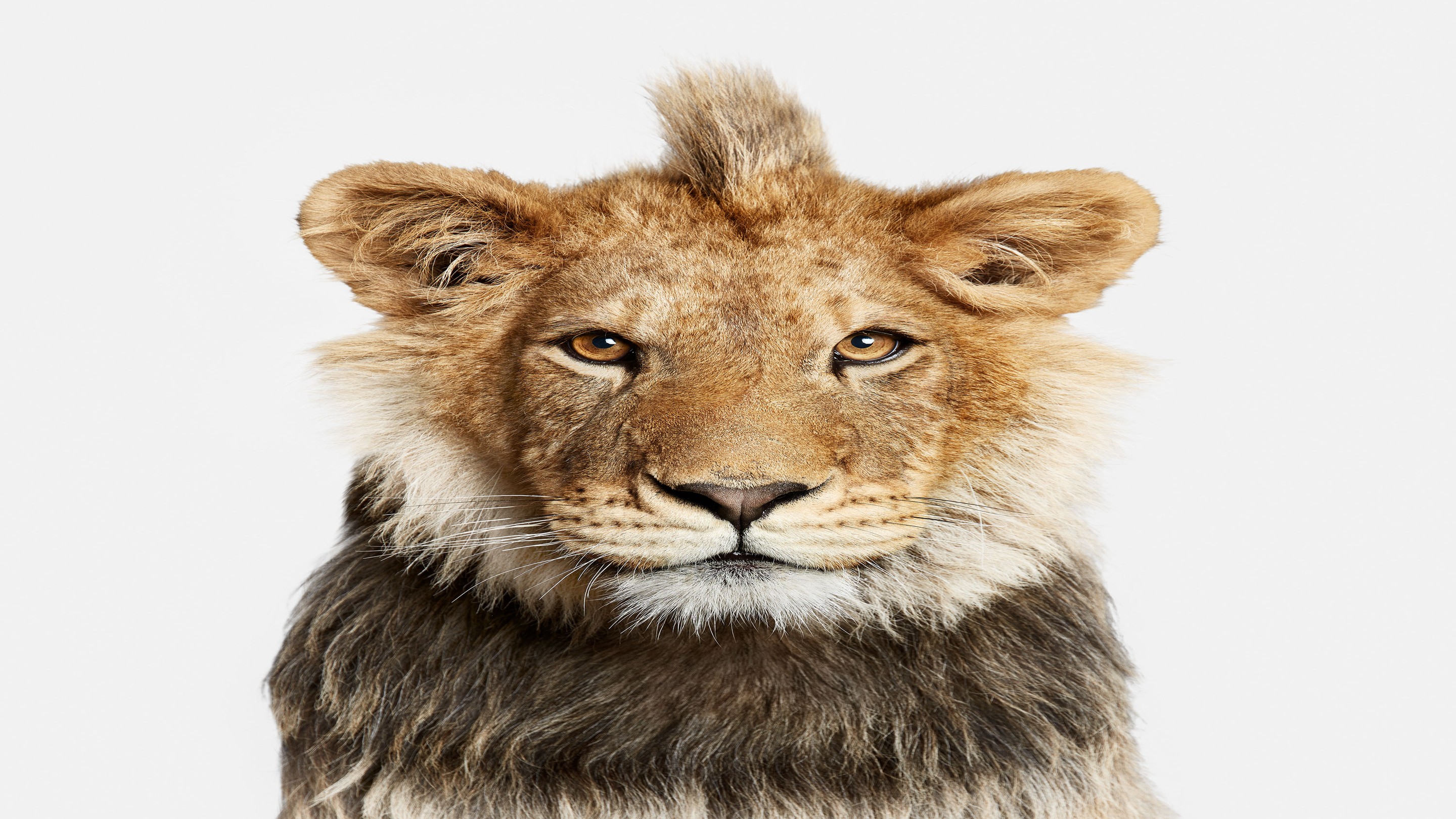 Randal Ford, Young Lion (M) Randal Ford, Young Lion (M)