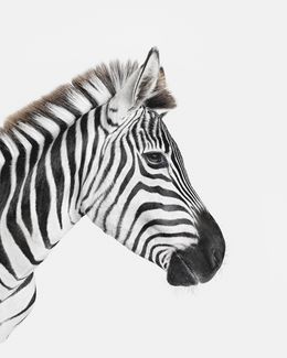 Photographie, Zebra Profile (S), Randal Ford