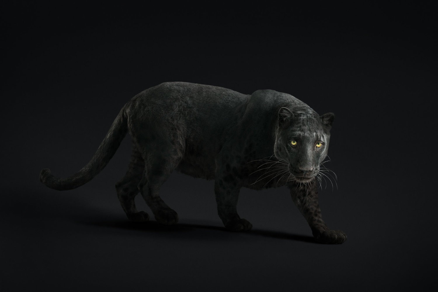 Randal Ford, Black Leopard #23 (M) Randal Ford, Black Leopard #23 (M)