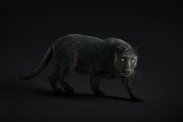 Photography, Black Leopard #23 (L), Randal Ford