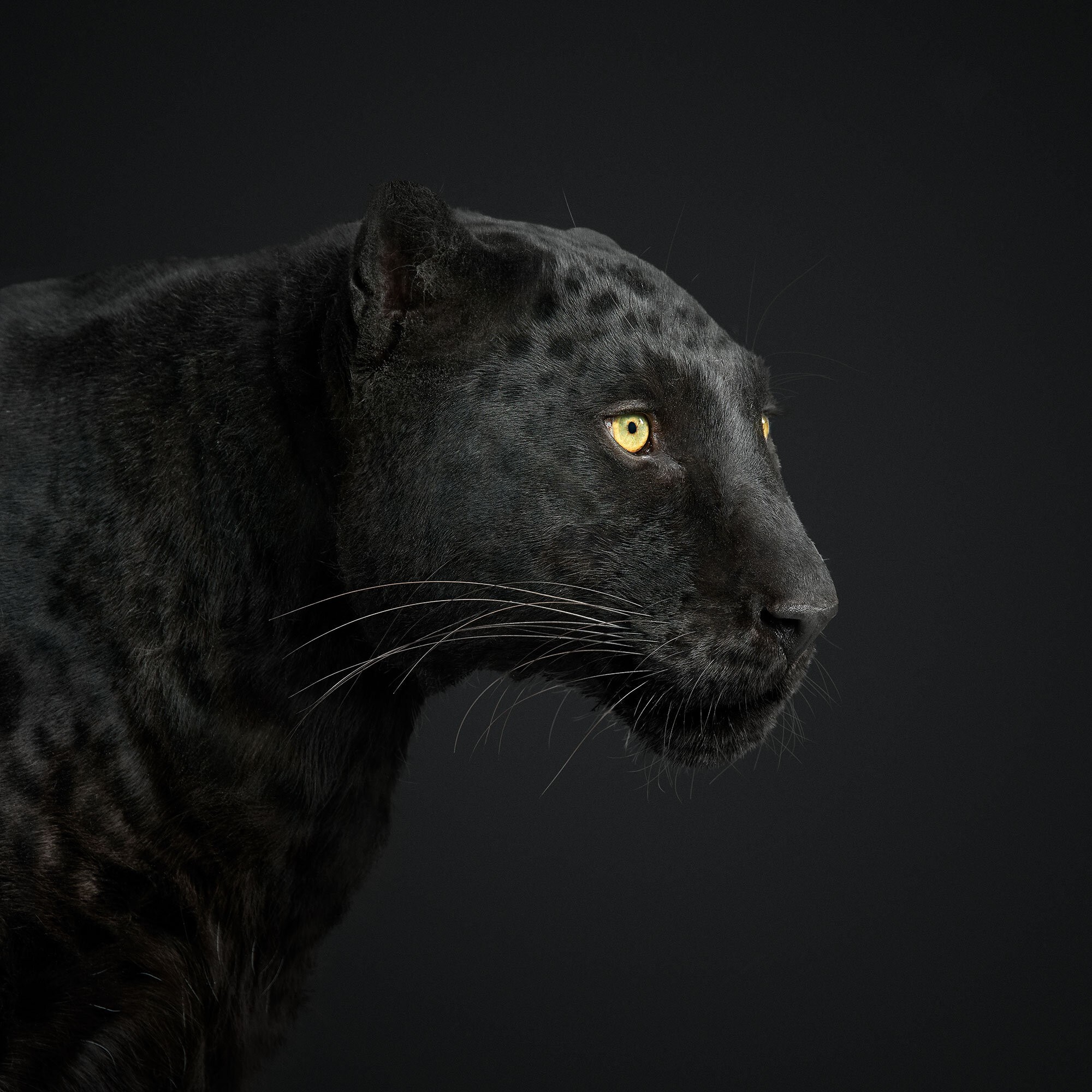 Randal Ford, Black Leopard No. 1 (S) Randal Ford, Black Leopard No. 1 (S)