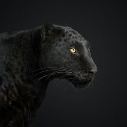 Photography, Black Leopard No. 1 (L), Randal Ford