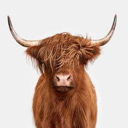 Photographie, Highland Cow No. 4 (S), Randal Ford