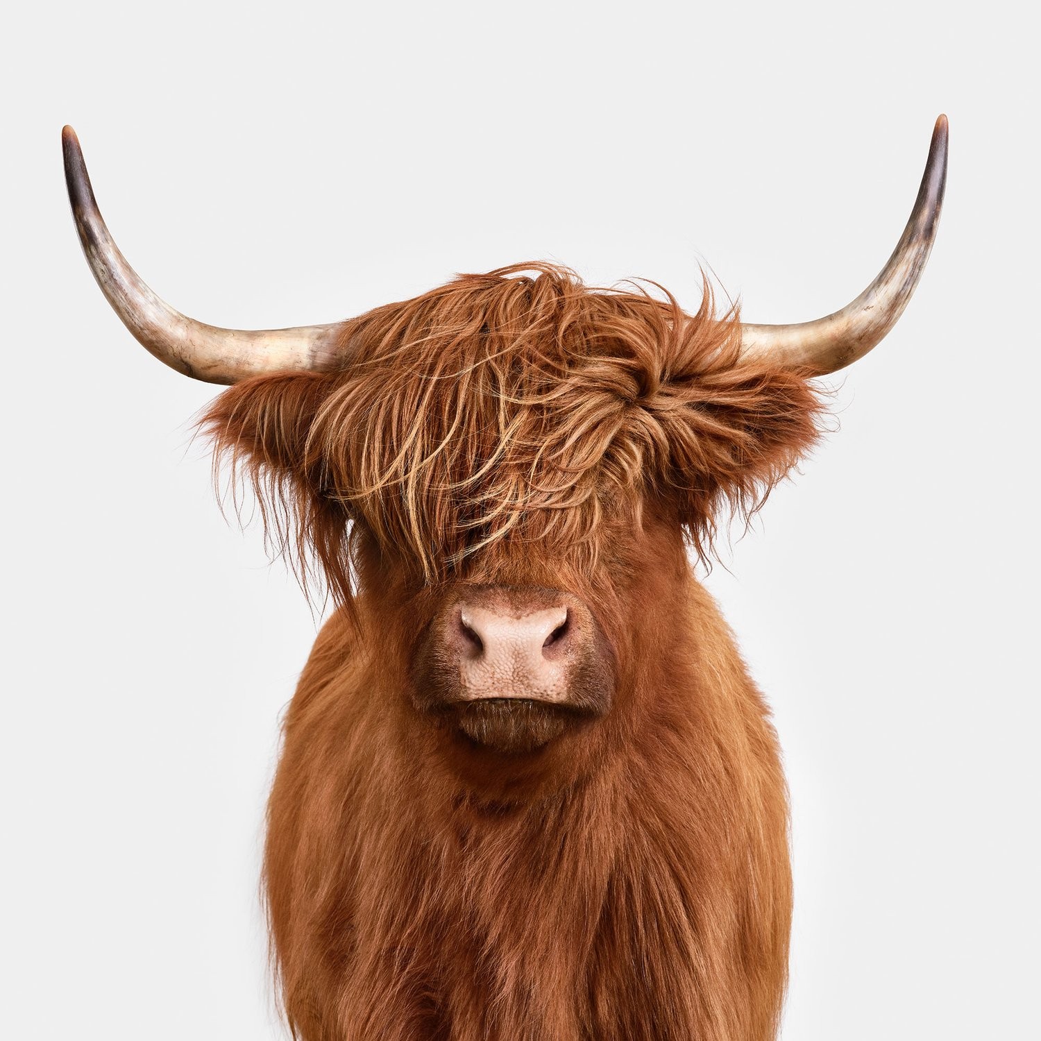 Randal Ford, Highland Cow No. 4 (M) Randal Ford, Highland Cow No. 4 (M)