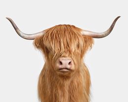 Photographie, Highland Cow No. 6 (M), Randal Ford
