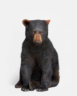 Photographie, Bear Cub (M), Randal Ford