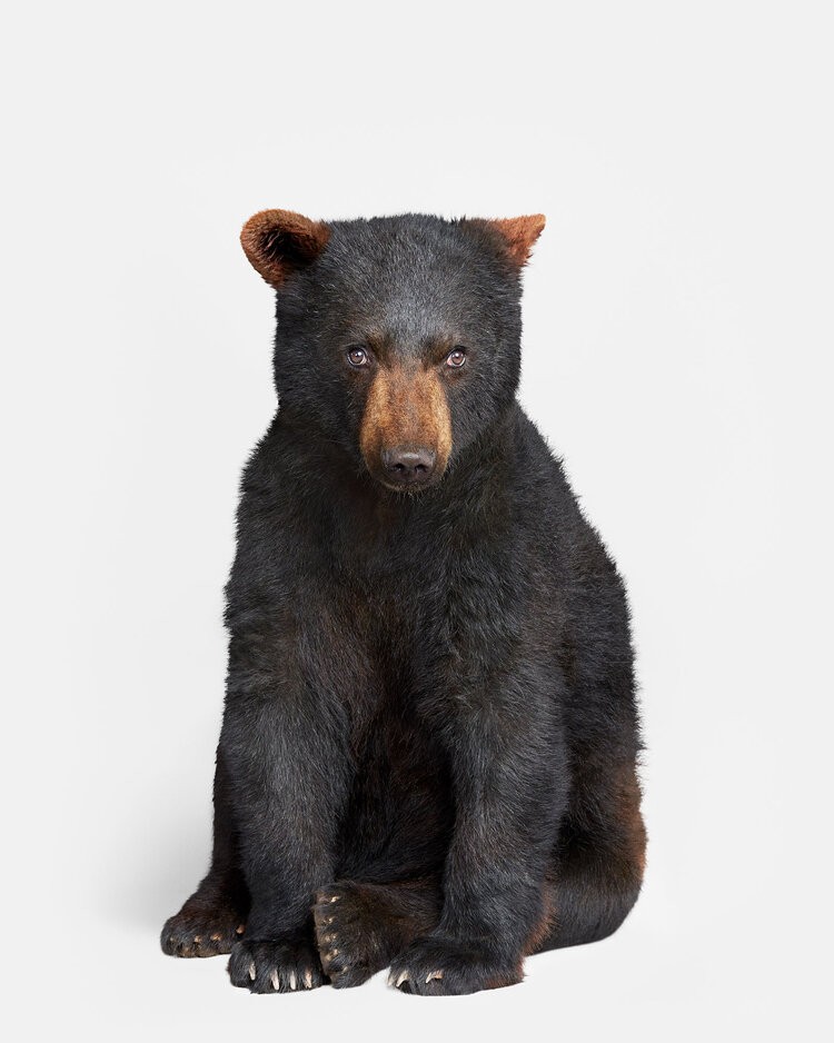 Randal Ford, Bear Cub (M) Randal Ford, Bear Cub (M)