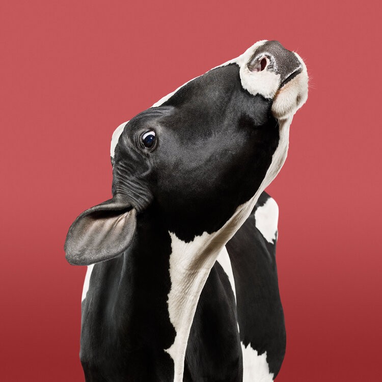 Randal Ford, Cow on Red (M) Randal Ford, Cow on Red (M)