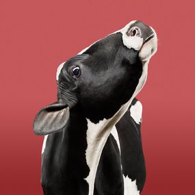 Photographie, Cow on Red (L), Randal Ford
