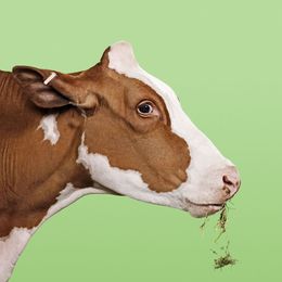 Photographie, Cow on Green (S), Randal Ford