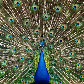 Photography, Peacock No. 2 (S), Randal Ford