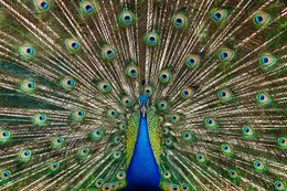 Photographie, Peacock No. 2 (L), Randal Ford