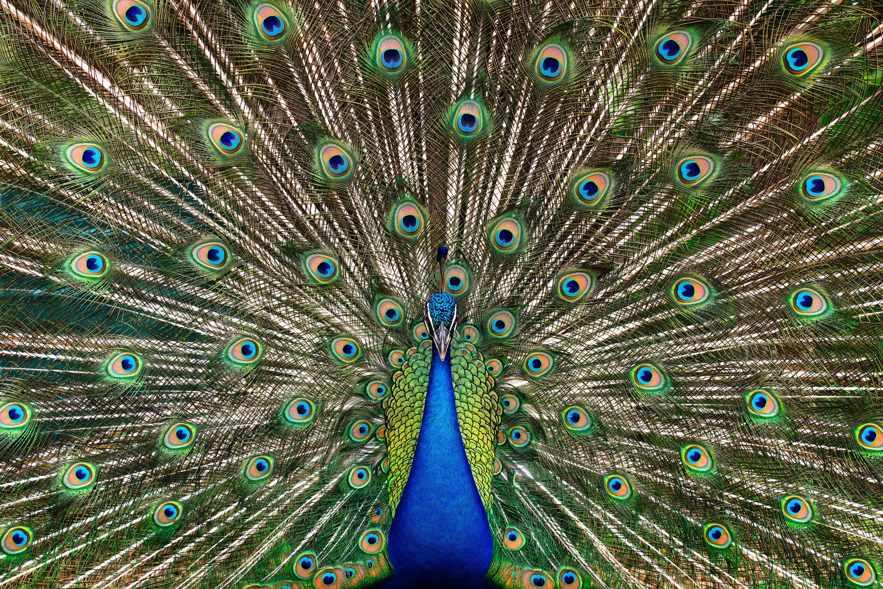 Randal Ford, Peacock No. 2 (L) Randal Ford, Peacock No. 2 (L)