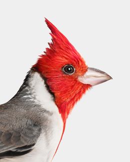Photographie, Red Crested Cardinal (M), Randal Ford